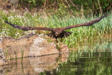 Closeup of a Stellers sea eagle (Haliaeetus pelagicus) in flight with vegetation in the background	