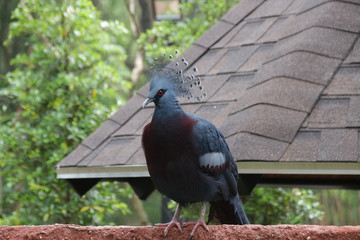 Close up Victoria Crowned Pigeon