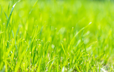  green grass in garden