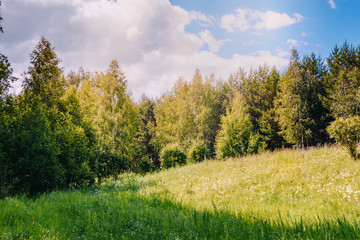 Sunny meadow in the summer forest
