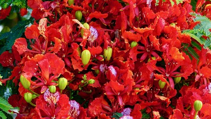 Exotisch, tropische Blüten