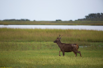 Sambar Deer at Powderhorn Ranch