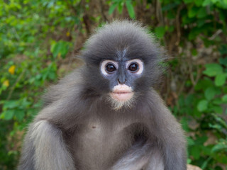 Close up shot of Leaf monkey in Thailand