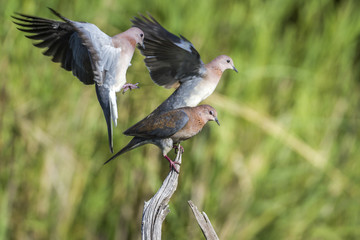 Laughing Dove in Kruger National park, South Africa