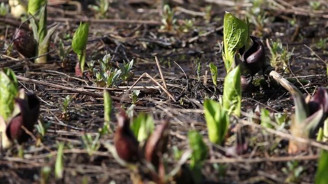 roitelet &agrave; couronne dor&eacute;e et chou-puant