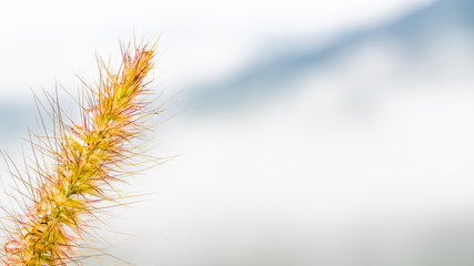 Obraz premium Close up of beautiful grass flower with dew drops in the morning, beautiful fresh outdoor nature background concept with copy space.