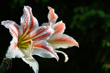 Beautiful flower of amarilis close up 
