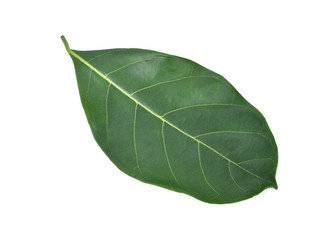 Green jackfruit leaf isolated on white background