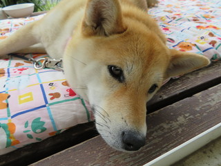 柴犬