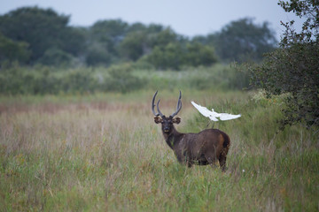 Sambar Deer and Egret
