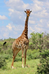 Giraffe im Vollformat 