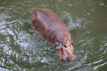 Close up Hippopotamus in the Pond