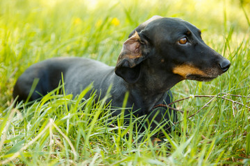 Black small dog Dachshund sits in green grass outdoors