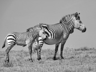 Fototapeta na wymiar Zebra Mutter mit Ihrem Zebra Baby sw 