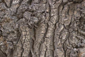 Brown tree bark, texture, background
