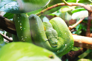 Grüne Schlange/ Green Snake
