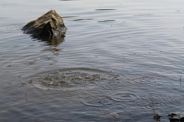  It starts to rain big drops fall into the water