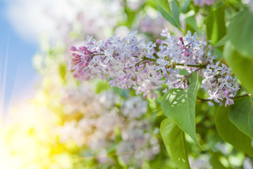 lilac flowers close up view