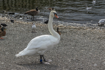 white swan at edge of a lake