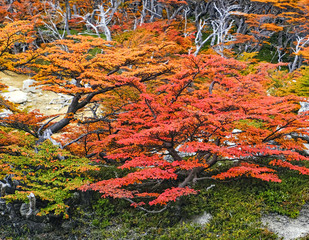 The trees in the forest were a sight to see of autumn colors; the contracts between the rocks and black mountains against the autumn colors were amazing. 