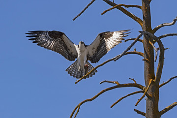 Osprey landing at Yellowstone National Park