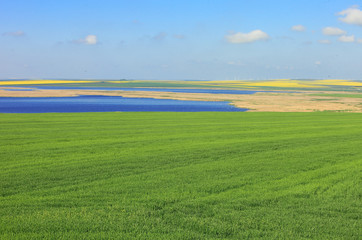 Green field of wheat in spring. In the back plane rape, puddles and sky