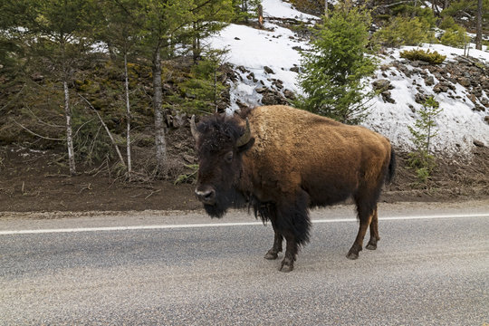 Yellowstone bison wlaking along park road