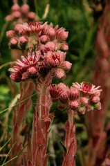 Sempervivum tectorum; Sempervivens ni the Valle Versasca, Ticino