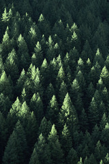 Obraz premium Las w puszczy sosny