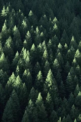 Foto op Plexiglas Forest in Wilderness Pine Trees © Lane Erickson
