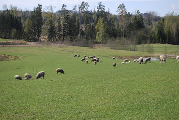 Fototapeta premium Mountain landscape. Green meadow, in the background graze sheep, pond and spring forest.