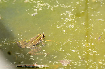 Beautiful marsh frog, European wildlife.