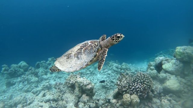 Hawksbill sea turtle (Eretmochelys imbricata), critically endangered marine reptile, swimming underwater on corals in shallow waters. Maldives, Asia, Indian Ocean. Wild animal, wildlife