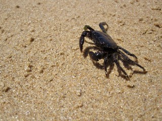 Caranguejo  na praia em ambiente livre