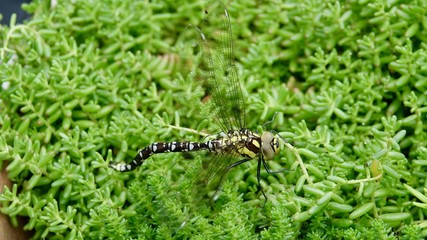 Libelle, Nahaufnahme