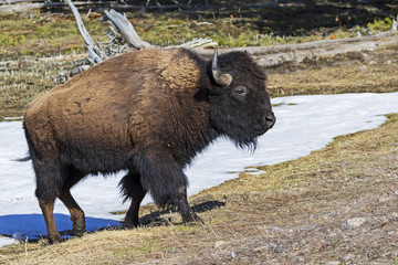 Yellowstone bison during the spring