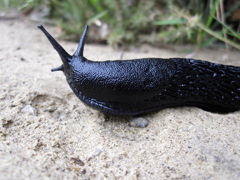 Lesma no seu habitat natural