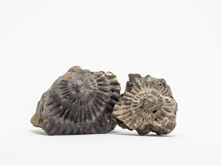 Closeup of many ammonite prehistoric fossil on the surface of the stone, Archeology and...
