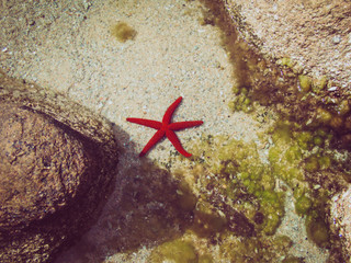 Etoile de mer