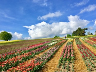 Wiese zur Selbstbedingung in Zollikon in Kanton Zürich in der Schweiz