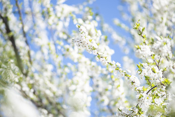 Summer background - flowering branches of cherry-plum