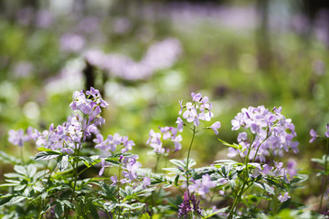 Summer background - fresh lilac wildflowers close up