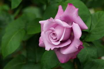 紫色のばら「ブルームーン」の花のアップ