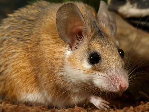 Closeup portrait of young female spiny mouse (Acomys cahirinus). Gaze. Big eyes.