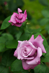 紫色のばら「ブルームーン」の花のアップ