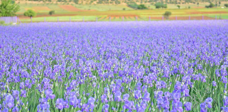 Renkli Zambak Tarlası