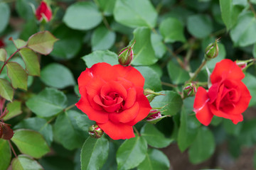 赤いばら「ラ セビリアーナ」の花のアップ