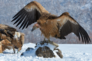 Griffon Vulture Resting on a Rock, in Mountains, in Winter