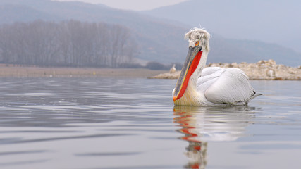 Dalmatian Pelican (Pelecanus crispus)