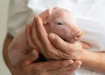 Tierarzt hält neugeborenes Schwein, sehr süß, lieb, Ferkel